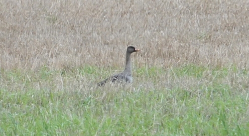 Taiga Bean Goose