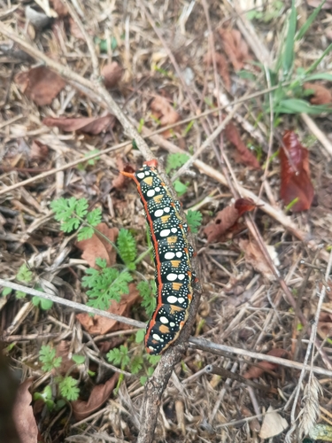 Leafy Spurge Hawkmoth
