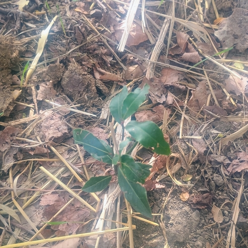 Bay laurel