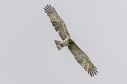 Short-toed Snake-Eagle
