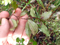 Alseuosmia banksii
