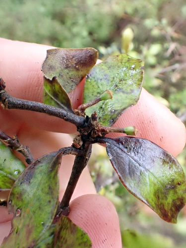 Alseuosmia banksii, photograph 1
