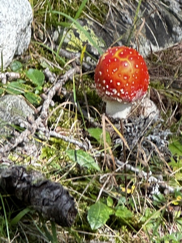 Fly Agaric
