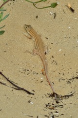 Acanthodactylus boskianus asper
