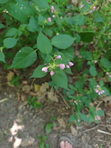Hairy Hemp-nettle