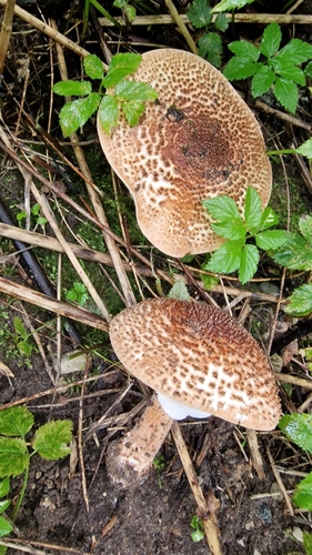 Freckled Dapperling
