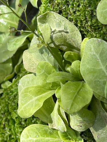 Thin Leaf Brookweed
