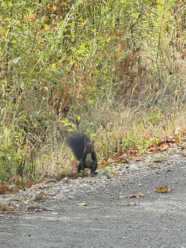 Eurasian Red Squirrel