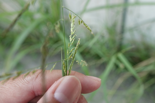 Eriochloa procera observed 2026-09-17
