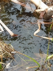 Rana luteiventris