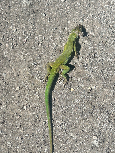 Western Green Lizard