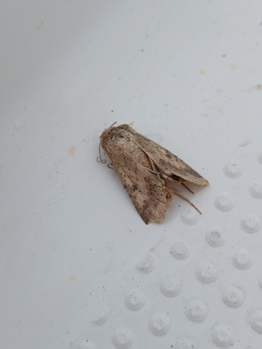 Cotton Bollworm Moth