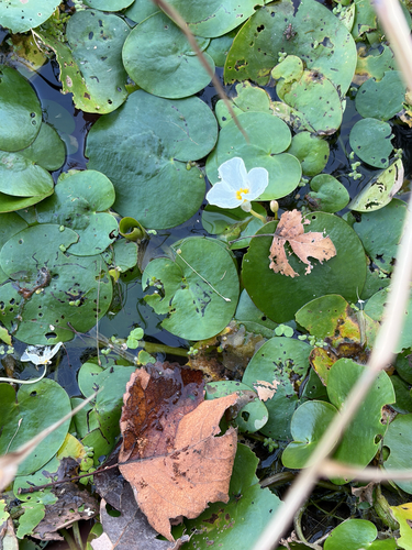 Hydrocharis dubia
