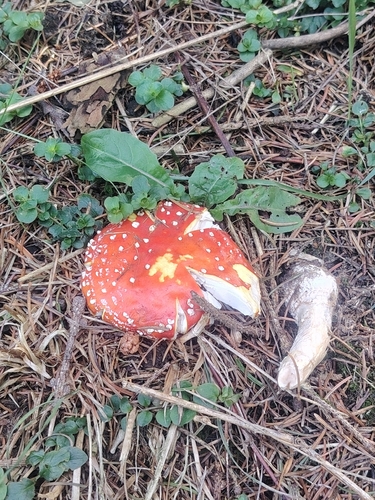 Fly Agaric