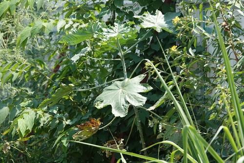 castor bean