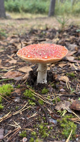Fly Agaric