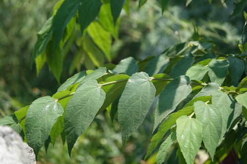 calabur tree