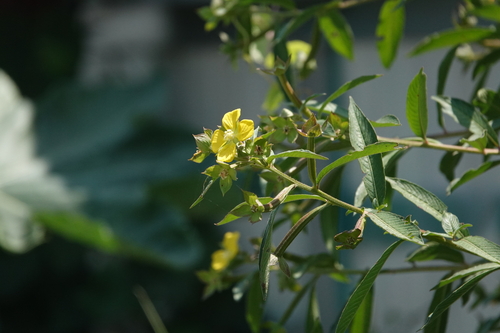 Mexican Primrose-willow