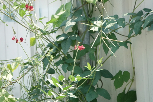 Phasey Bean