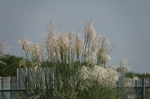 Wild Cane