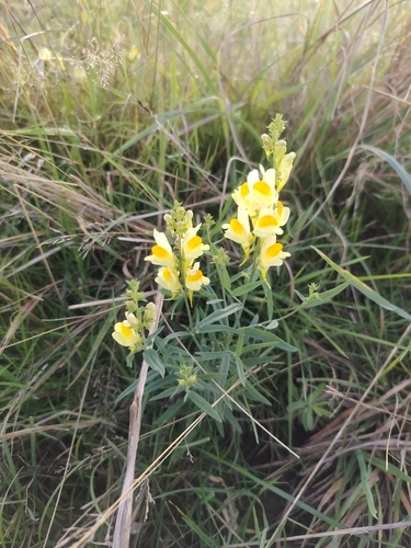 common toadflax