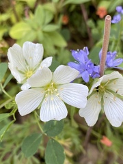 Limnanthes