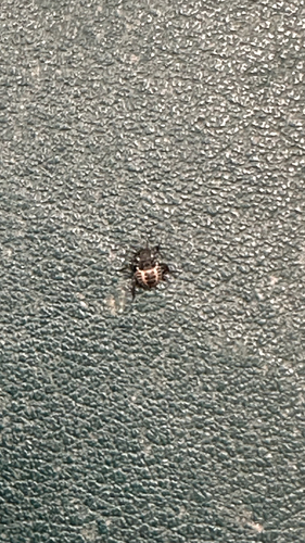 Brown Marmorated Stink Bug