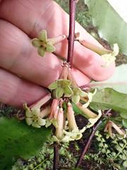 Alseuosmia quercifolia