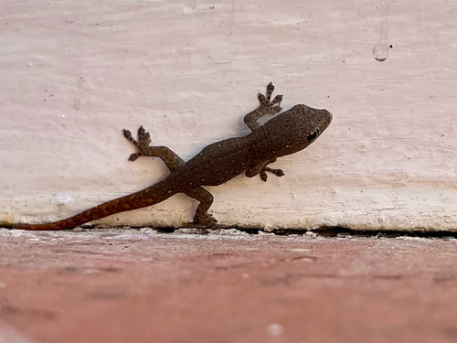 Common Dwarf Gecko