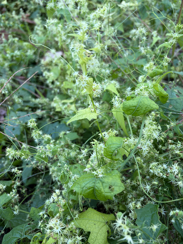 Actinostemma tenerum