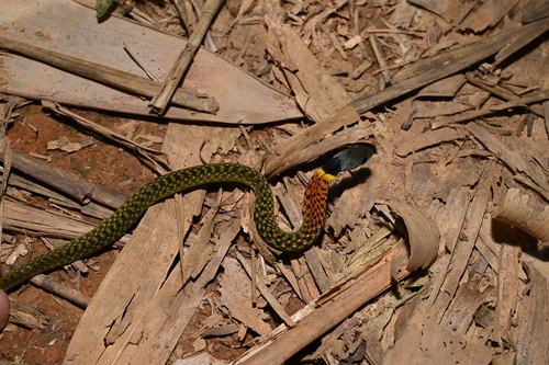 Heller's Red-necked Keelback