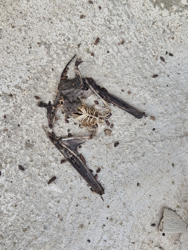 European Free-tailed Bat