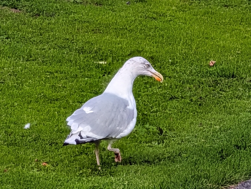 European Herring Gull
