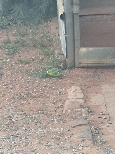 Budgerigar