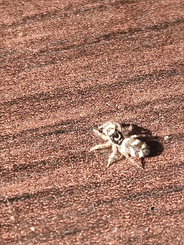 Zebra Jumping Spider