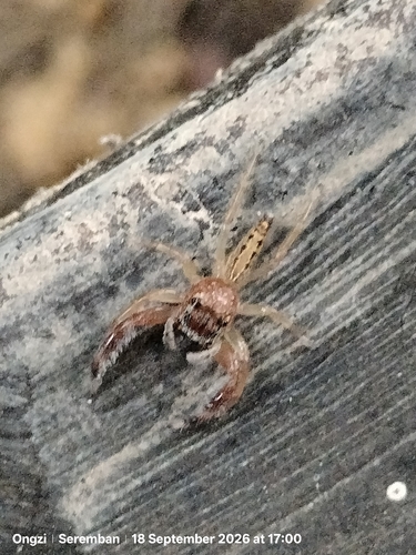 Six-spotted Jumping Spider