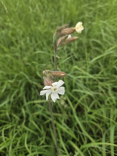 white campion