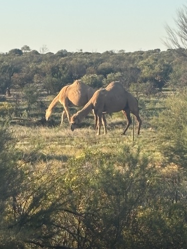 Dromedary Camel