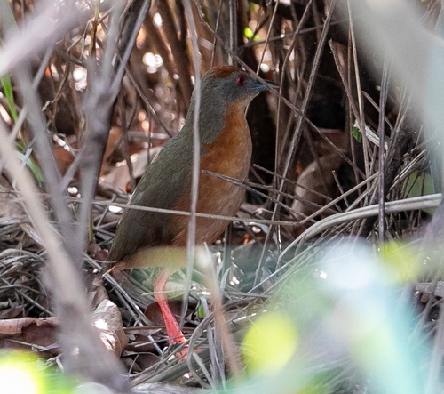 Russet-crowned Crake