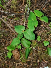 Lonicera hispidula