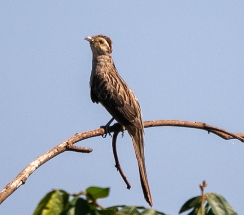 Striped Cuckoo