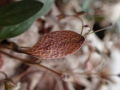 Puccinia mariae-wilsoniae