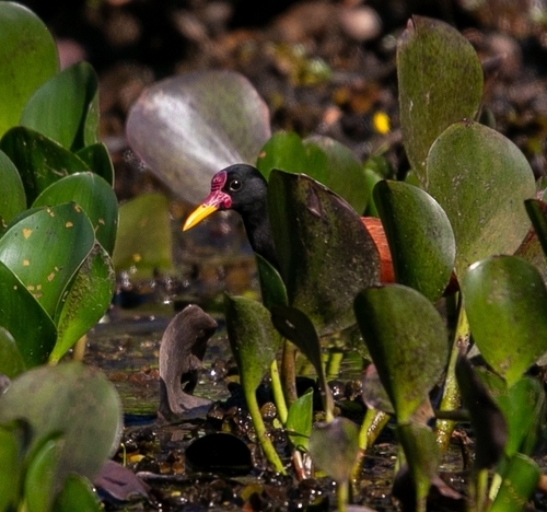 Wattled Jacana