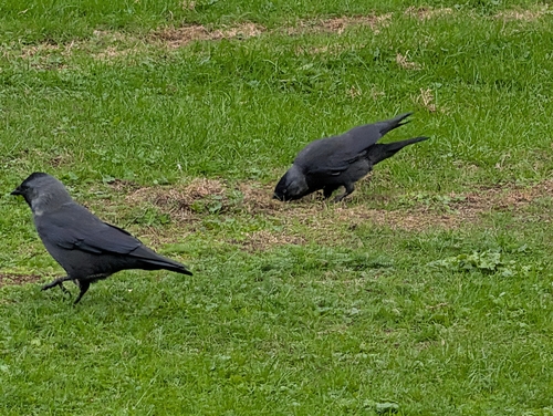 Eurasian Jackdaw