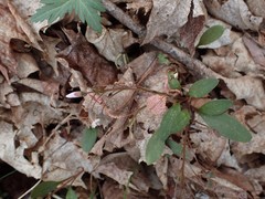 Puccinia mariae-wilsoniae