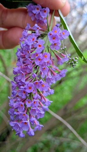 Butterfly bush