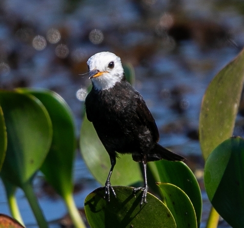 White-headed Marsh Tyrant