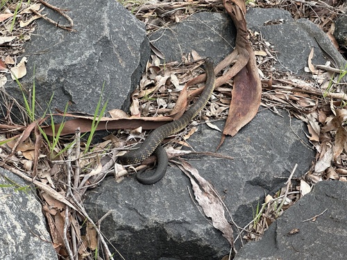 Western Tiger Snake