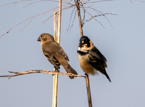 Rusty-collared Seedeater