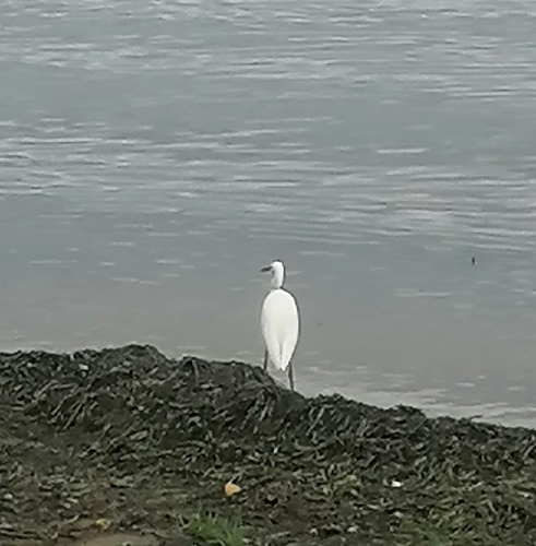 Little Egret